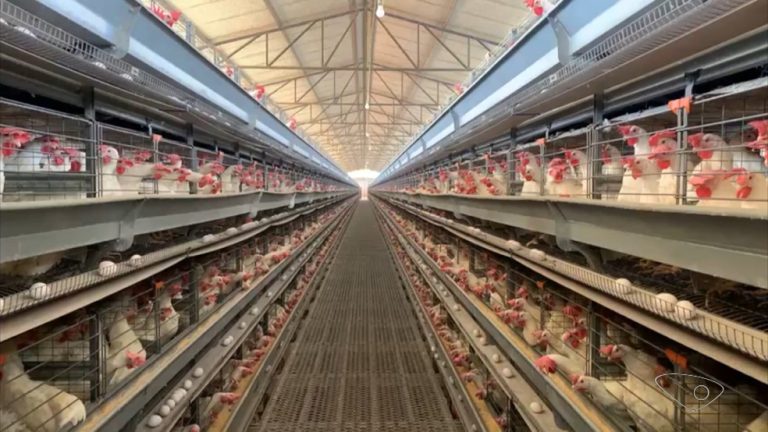 queda-producao-ovos-09-02-23-c.mp4-snapshot-00.04